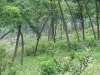 08-mystical-forest
