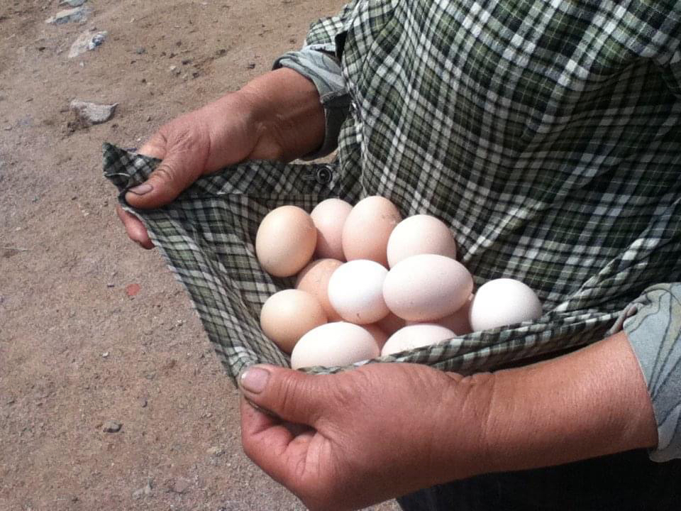 We raised 10,000 chickens in 2011. They are truly free-range. We had to look for their eggs in the hills. 