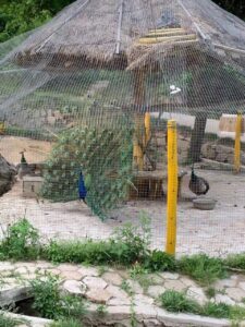 This is the Peacock sanctuarary in the Sabo Park in the main tourist area of Daqingshan. It is also the end of the Yongcuixia Hike, returning to the Taiji school. 